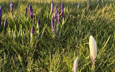 Be-B heeft een bijzonder jaarlijks kleurrijk Lente-tafereel die herinneringen hebben